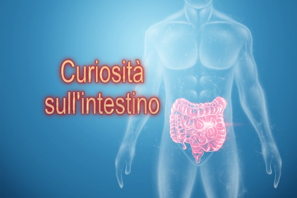 Curiosità sull'intestino